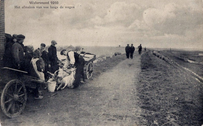UPL000000029 Locatie onbekend. Watersnood 1916. Op een dijk wordt vee afgemaakt.