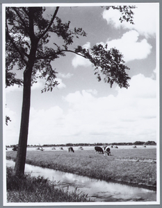 WAT001001669 Weiland in Kwadijk.