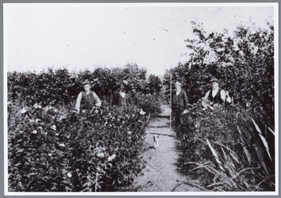 WAT001001682 Tuinbouw in Kwadijk.