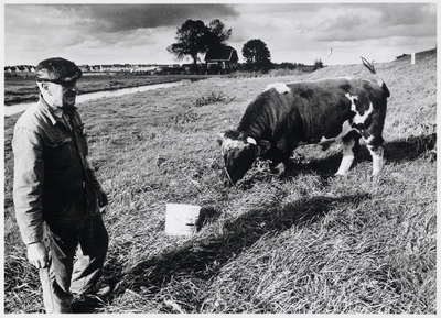 WAT003001102 Stier op de dijk