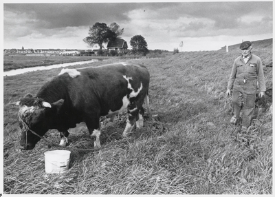 WAT003001103 Stier op de dijk