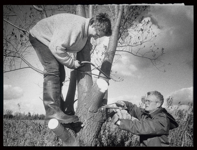 WAT003004452 Wilgen knotten milieudag Poelboerderij. Ook de wilgen worden nog even aangepakt door onder meer ...