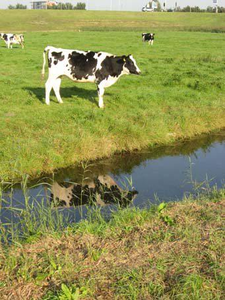 WAT120002780 STICK_ATLAS/coll. Jaap H/13Kopie van Vurige staart Sept08 005