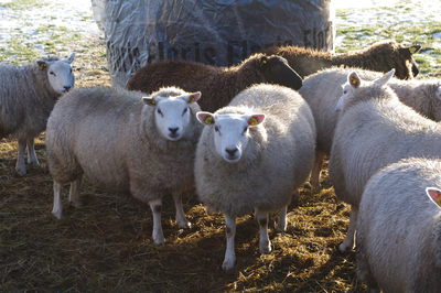 WAT120002983 Jisp. Winter 2010. kudde schapen.