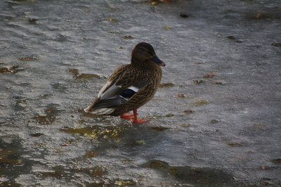 WAT120002996 Jisp. Winter 2010. Bruine eend op het ijs.