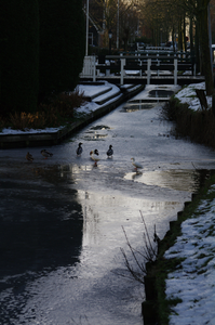 WAT120002997 Jisp. Winter 2010. Eenden op het ijs.