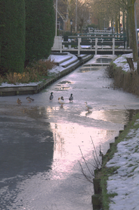 WAT120003000 Jisp. Winter 2010. Eenden op het ijs.. Zaanstreek 048
