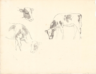 J20-C31 geen (twee vel schetsen van koeien) (koeien en delen daarvan), ca. 1965