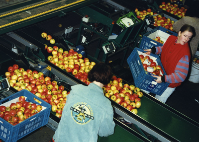 3740 - Fruitteeltbedrijf Schipper in Kraggenburg heeft met Europese subsidie een fruitsorteerbedrijf opgezet wat weer ...