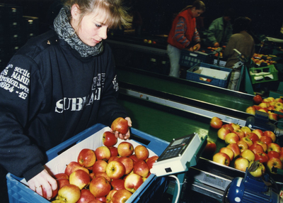 3741 - Fruitteeltbedrijf Schipper in Kraggenburg heeft met Europese subsidie een fruitsorteerbedrijf opgezet wat weer ...