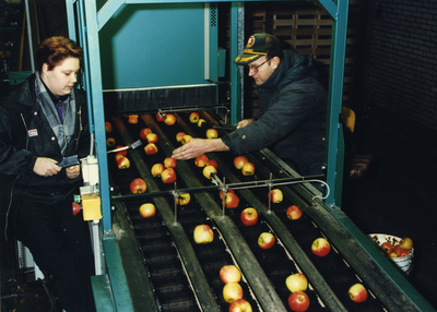3742 - Fruitteeltbedrijf Schipper in Kraggenburg heeft met Europese subsidie een fruitsorteerbedrijf opgezet, wat weer ...