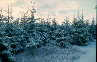 1063 - Winterlandschap in het Roggebotsebos