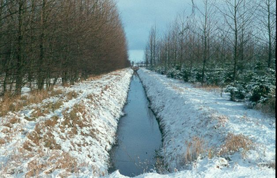 1069 - Winterlandschap in het Roggebotsebos