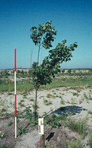 1126 - Plantgatverbetering op proefveld kavel B 7