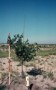 1128 - Plantgatverbetering op proefveld kavel B 7