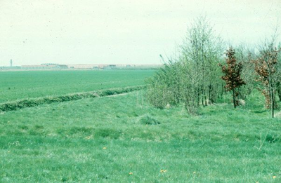 1707 - Bosgebied achter industrieterrein De Vaart