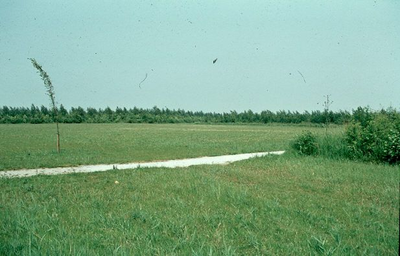 1897 - Weide in het dorpsbos