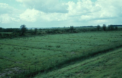 4557 - Biesbosch In grasland omgezette griend