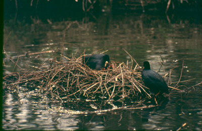 1 - Twee meerkoeten bij hun nest in het Amsterdamse Bos