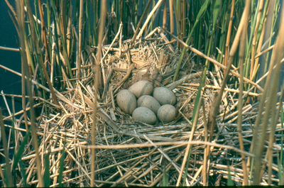 2 - Nest met 6 eieren van een meerkoet in het Amsterdamse Bos