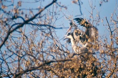 6 - Een zilverreiger voert zijn jong in het nest in het Amsterdamse Bos