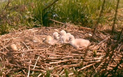 11 - Een nest met jonge knobbelzwanen en een ei langs het jaagpad in Amsterdam