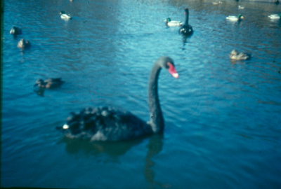 15 - Een zwarte zwaan in het water met andere watervogels