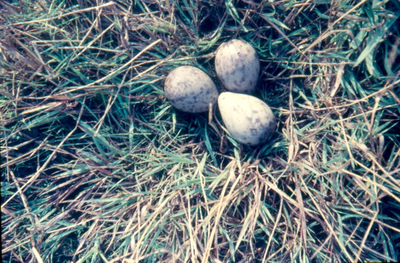 33 - Drie eieren van de grutto