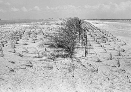 17 - Opgestoven zandduin, ingeplant met helm en groene wilge- takken