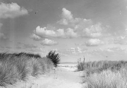 25 - Kunstmatige duinen ingeplant met helm in december 1971. Daartussen spontaan uitgelopen groene wilgetakken