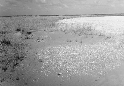 36 - Opgevangen stuifzand t.g.v. roggeopslag aan de rand van het stuifgebied