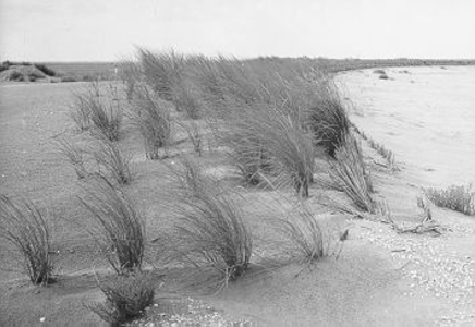 40 - Gedeelte van de stuifketel, omschermd met riet. De helm op het stuifduin is in november 1972 ingeplant. Links op ...