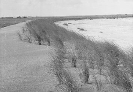 41 - Met een rietscherm omgeven deel van de stuifketel. Van dit deel is de schelpenlaag machinaal verwijderd