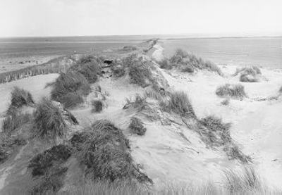44 - Door de natuur gevormde duinen, begroeid met helm. Links een stuifduin, ontstaan door middel van stuifschermen, ...