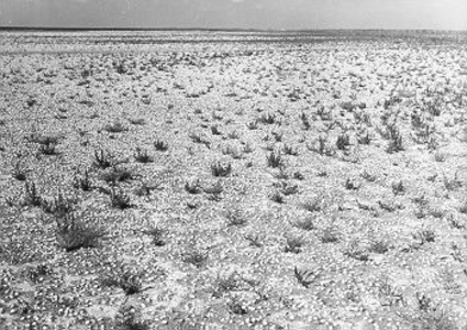 72 - Laaggelegen gebied aan de noordwestzijde van de plaat. Natuurlijke vegetatie o.a. loogkruid