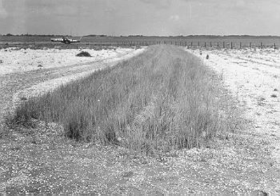 73 - Het in september 1971 ingeplante biestarwegras met als doel een meer aangepaste vegetatie als conserveringsmaatregel