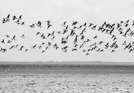 108 - Brandganzen boven de ganzenweide