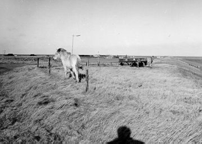 207 - Weidegebied bij de haven