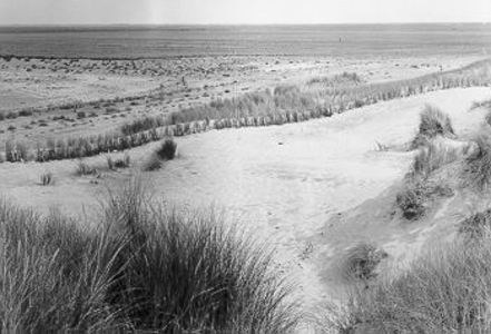 218 - Het deel van de plaat welke naar verwachting in het seizoen 1973/1974 met bos zal worden ingeplant