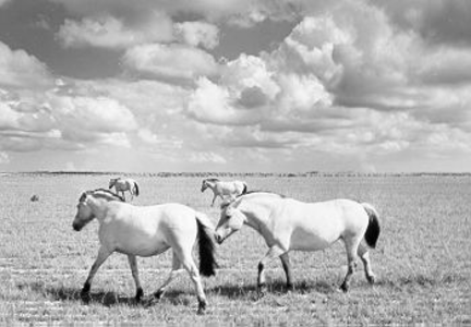 223 - Fjordenpaarden in het beweidingsgedeelte