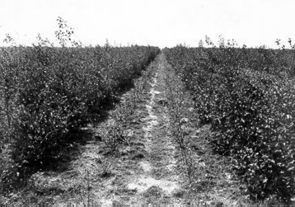 274 - Grondbewerkingsproef in het proefbos. Proefvak 60 cm diep gewoeld en bemest met 1000 kg/ha superfosfaat. In ...