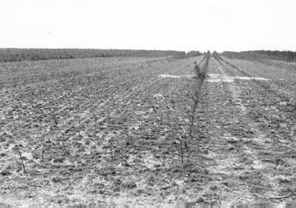 275 - Grondbewerkingsproef in het proefbos. Het omgewoelde proefvak met vooral op het hoogst gelegen maaiveldgedeelte, ...