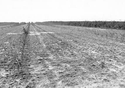 276 - Grondbewerkingsproef in het proefbos. Zeer slechte ontwikkeling van de beplanting op het proefvak waarop geen ...