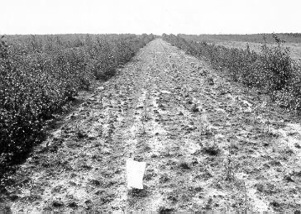 279 - Grondbewerkingsproef in het proefbos. Beplanting op het 60 cm diep losgewoeld gedeelte. Op de voorgrond het ...