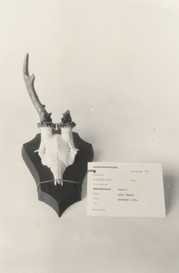 1890 - Tentoonstelling 'Jachttrofeeën'. Gewei van ree, valwild nabij Nagele (september 1959)