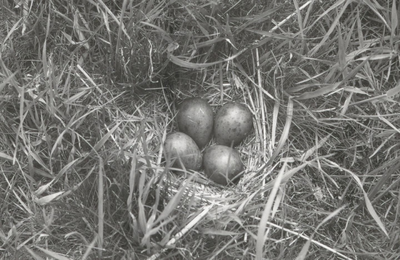9939 - Nest van een grutto (Limosa limosa) op kavel X 58