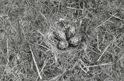 9940 - Nest van een kieviet (Vanellus vanellus) op kavel X 58