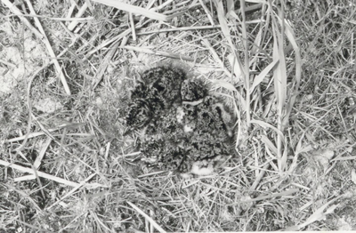 9941 - Nest met vier pulli van een kieviet (Vanellus vanellus) op kavel X 57