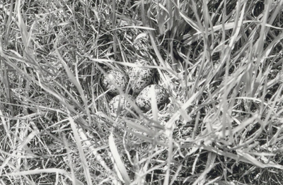 9942 - Nest van een tureluur (Fringa totanus) op kavel X 57