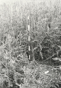 9981 - Nest van bruine kiekendief in vegetatie van overjarig riet en distels in het natuurreservaat 'De Burchtkamp'. ...